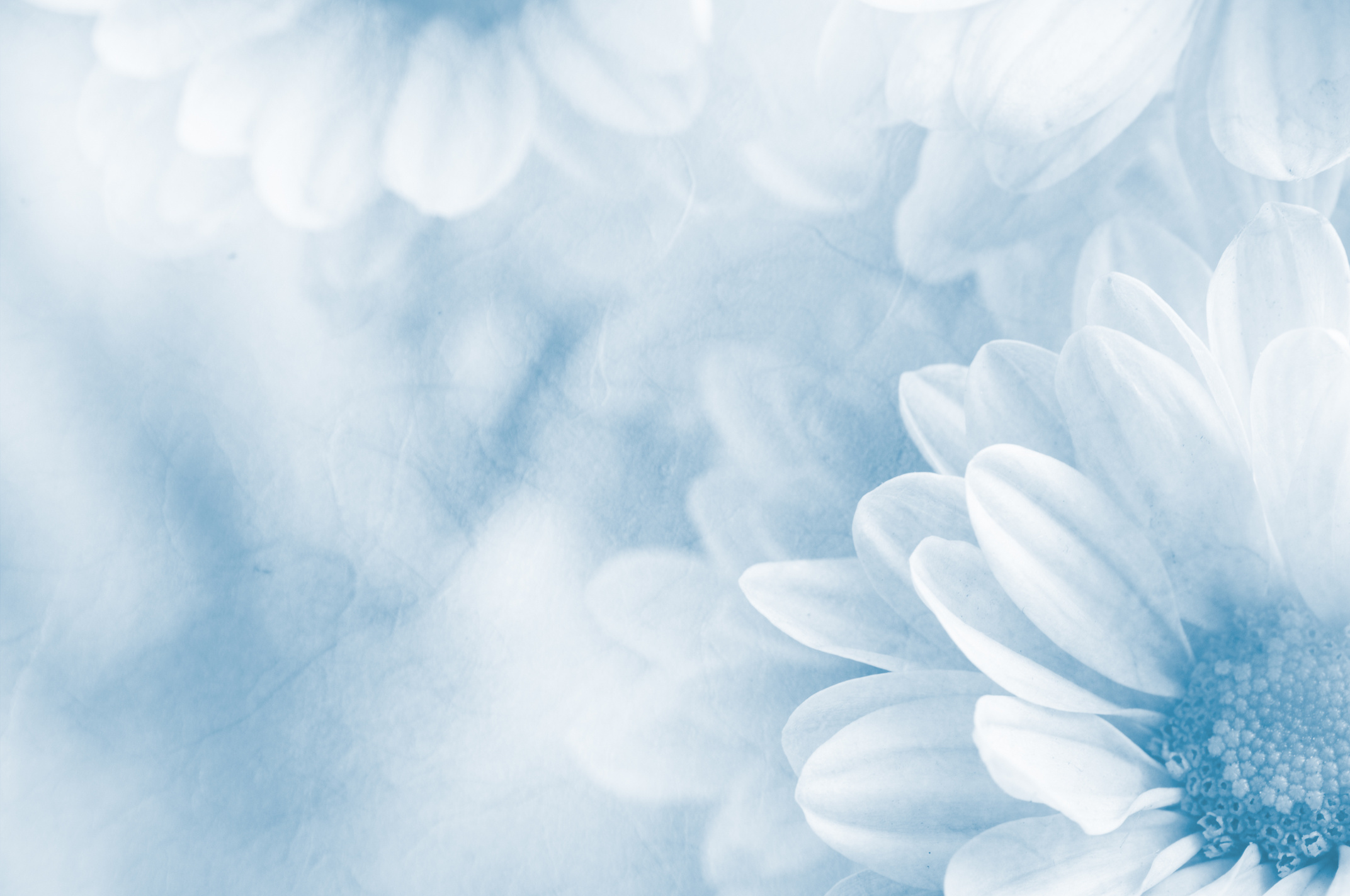 Soft blue flower background